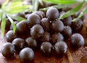 Acai Berries