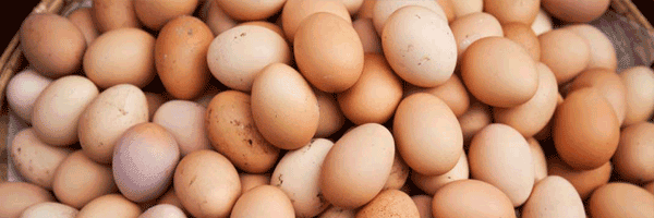 Egg Buyer's Guide for Canadians