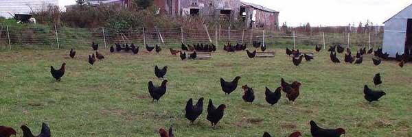 Directory of Canadian Cage-Free Chicken Egg Farms