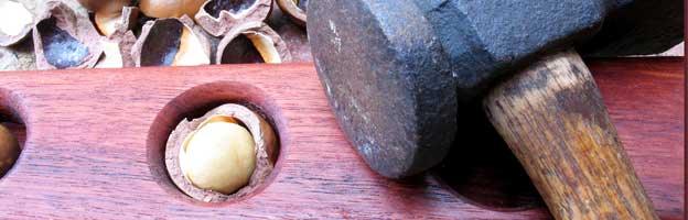 How Organic Macadamia Nuts are Harvested - U-RAAW! Health Foods