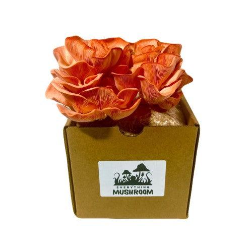 New Product: Mushroom Grow Kits