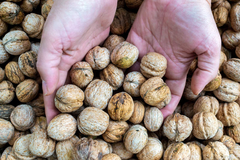 Why Is It So Hard to Find Canadian-Grown Nuts and Seeds?