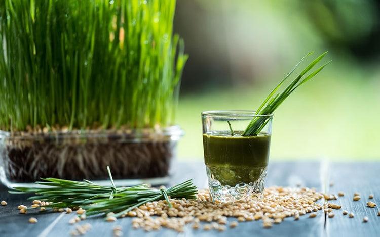 Benefits of Wheatgrass - U-RAAW! Health Foods