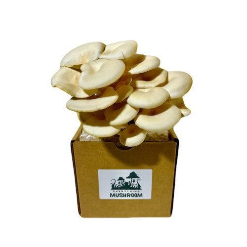 Elm Oyster Mushroom Grow Kit - U-RAAW! Health Foods