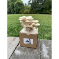 Easy-to-use Elm Oyster mushroom grow kit for beginners