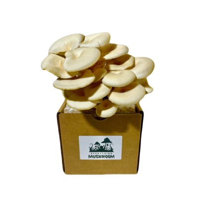 Easy-to-use Elm Oyster mushroom grow kit for beginners